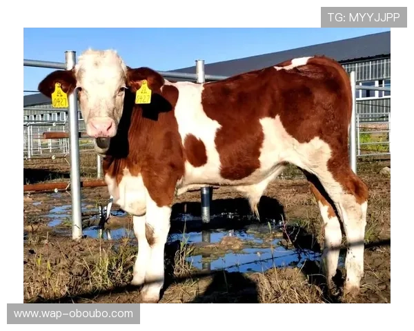 欧博ABG官网代理最新政策解析及合作流程详解